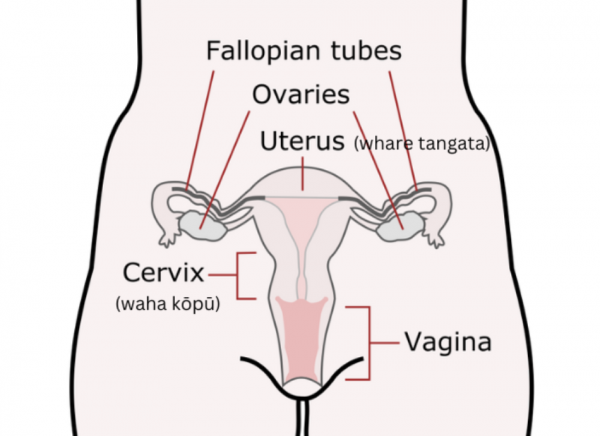 Female reproductive system