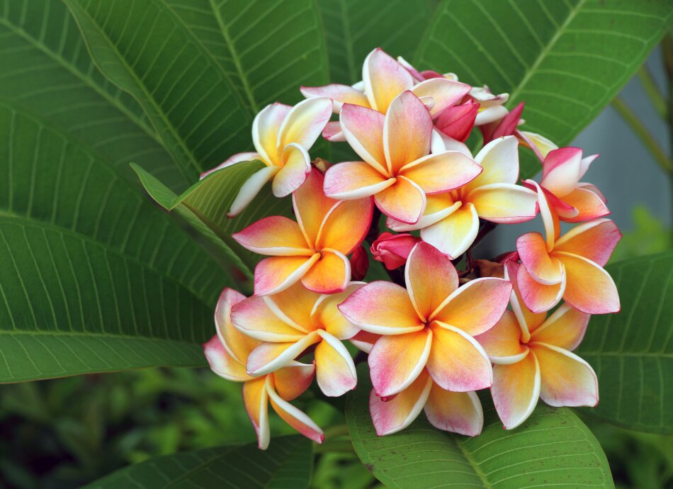 Plumeria flower 